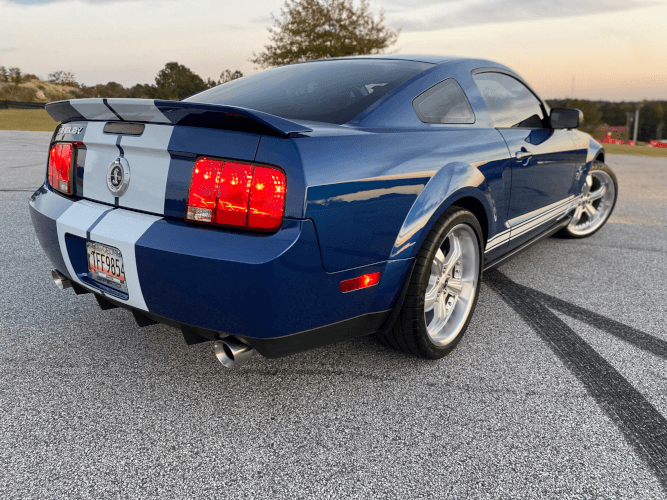 Shelby photo 2